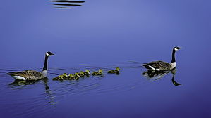  2 - Famille dOutardes sur lac bleu.