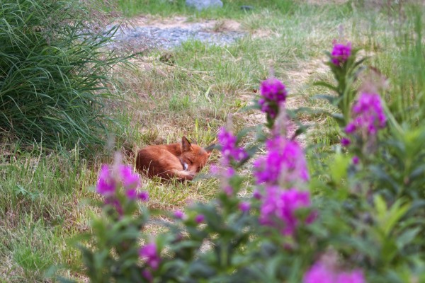 Fox2 by Alaska Dreaming