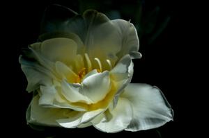 tulipe sur fond noir 