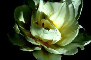 fleur blanche