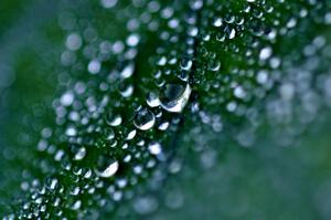 green2