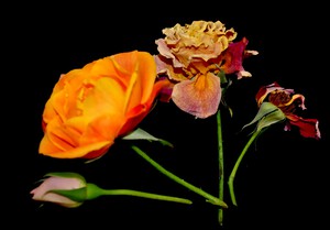 rose