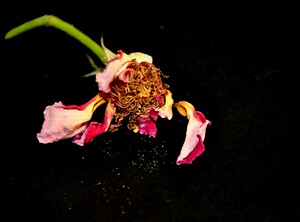 rose