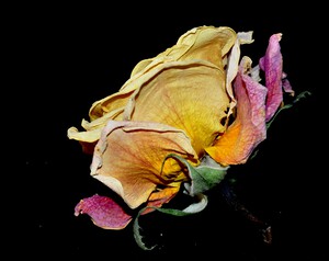 rose