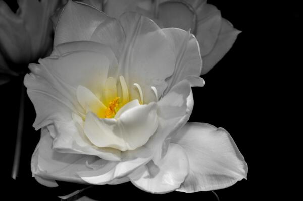 tulipe  Print