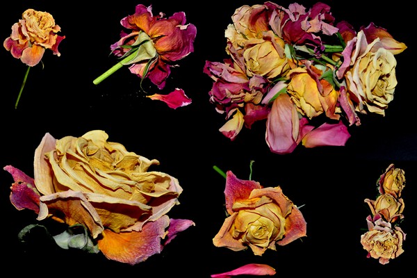 LES ROSES1  by Sylvie Leandre