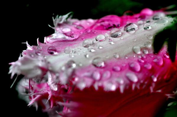 gouttes de rosee by Sylvie Leandre