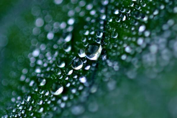 green2 by Sylvie Leandre