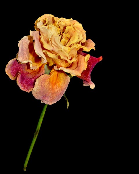 roses by Sylvie Leandre