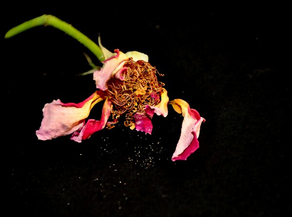 rose by Sylvie Leandre