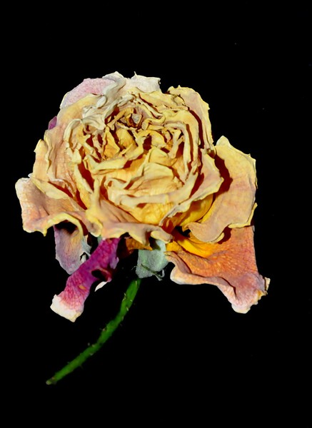 rose by Sylvie Leandre