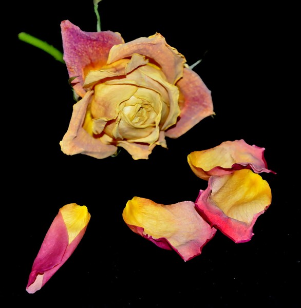 rose Print