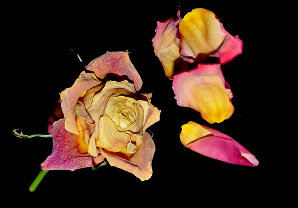 rose by Sylvie Leandre
