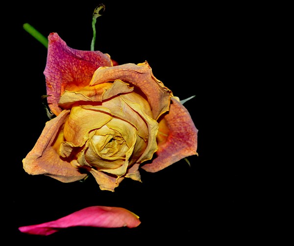 roses by Sylvie Leandre
