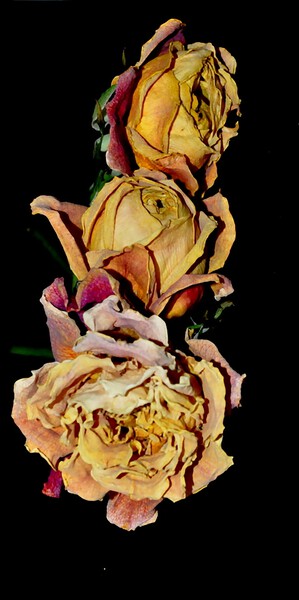 roses by Sylvie Leandre