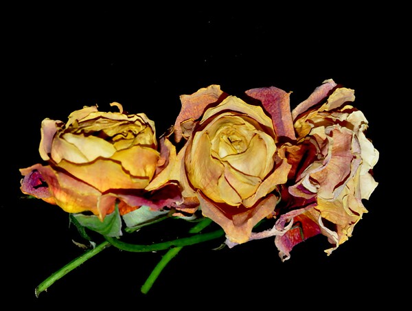 DSC 2238 e by Sylvie Leandre