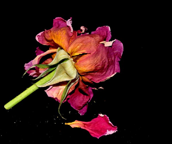 rose Print
