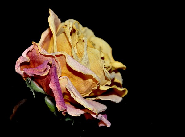 rose by Sylvie Leandre