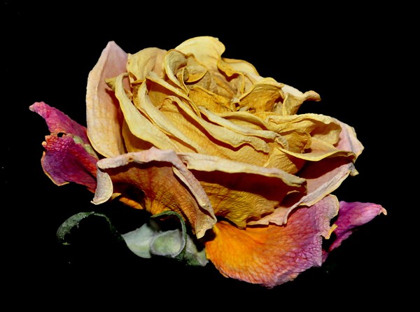 rose Print