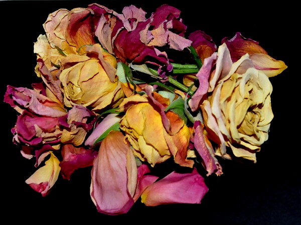 nature morte de roses by Sylvie Leandre