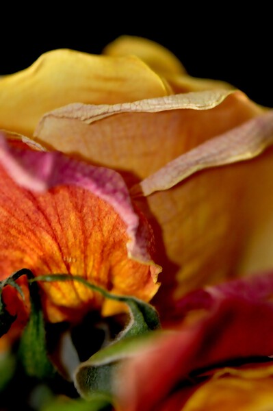rose by Sylvie Leandre