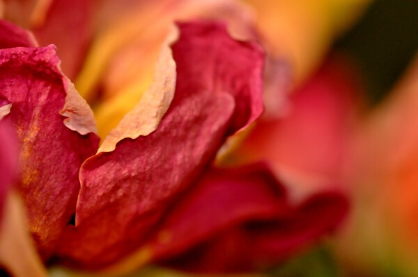 reve de roses by Sylvie Leandre