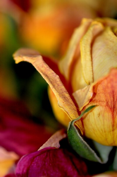 reve de roses by Sylvie Leandre