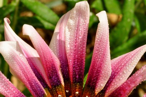 fleur rose by Sylvie Leandre