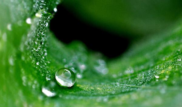green by Sylvie Leandre