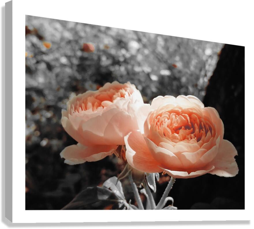 Douceur  Canvas Print