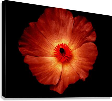 flower fire Canvas Print