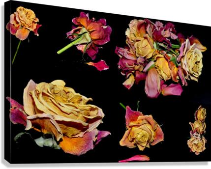 LES ROSES1  Canvas Print
