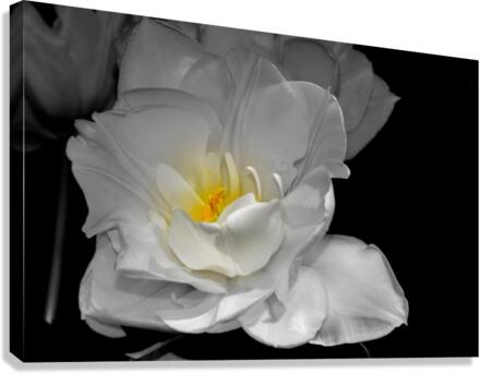 tulipe  Canvas Print