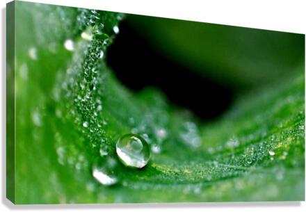 green Canvas Print