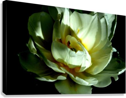 fleur blanche Canvas Print