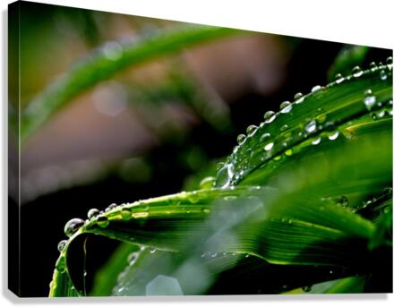 green Canvas Print
