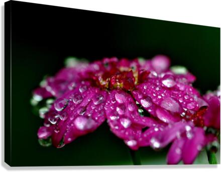 printemps  Canvas Print