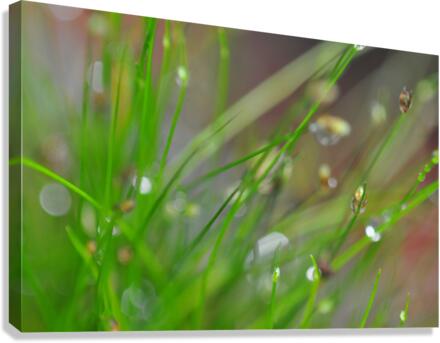 green Canvas Print