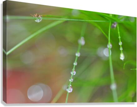 green Canvas Print