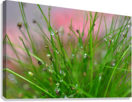 green Canvas Print