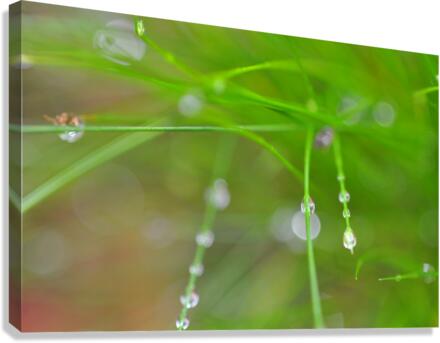 green Canvas Print