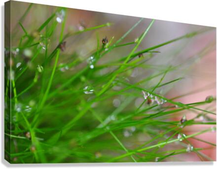 green Canvas Print