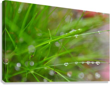 green Canvas Print