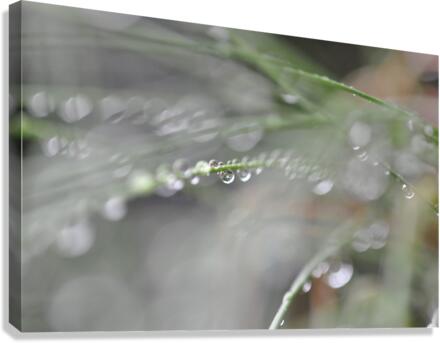 drops Canvas Print