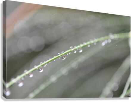 drops Canvas Print