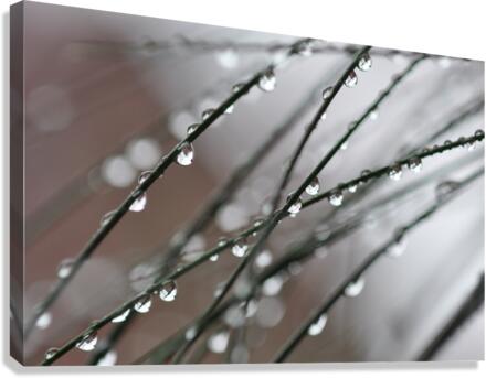 drops Canvas Print