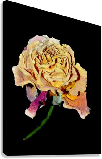 rose Canvas Print