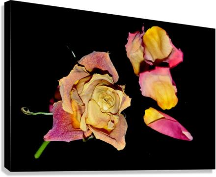 rose Canvas Print