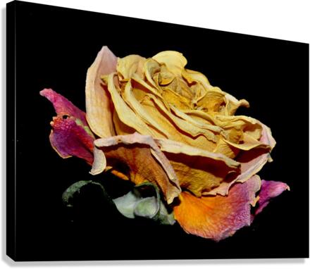 rose Canvas Print