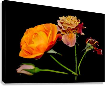 rose Canvas Print